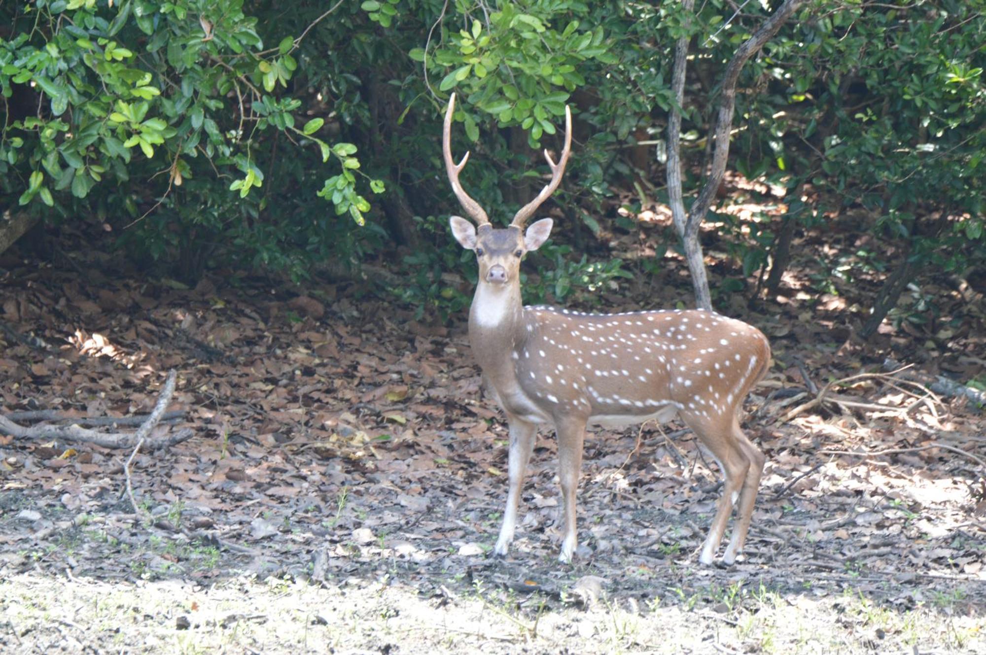 Priyanna Guest, Forest View Polonnaruwa Exteriör bild